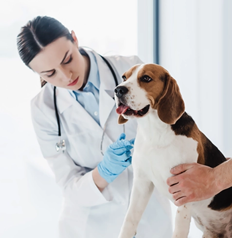 Viranşehir Veteriner